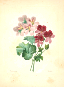 Garden geranium (Pelargonium hort)