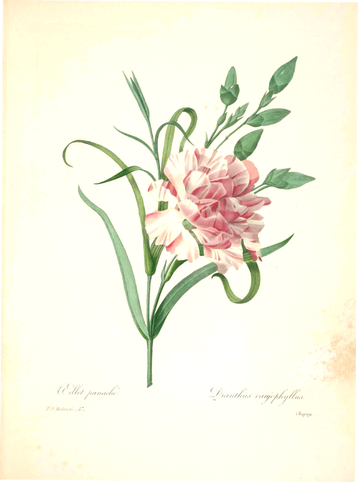 Carnation. Choix des plus belles fleurs: et des plus beaux fruits par P.J. Redouté. (1833)