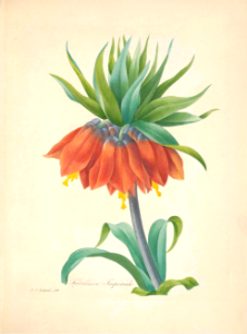 Fritillaria imperiale. Choix des plus belles fleurs -et des plus beaux fruits par P.J. Redouté. (1833). Free illustration for personal and commercial use.