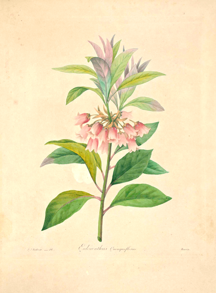 Choix des plus belles fleurs -et des plus beaux fruits par P.J. Redouté. (1833)