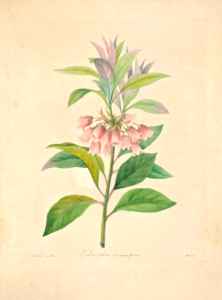 Choix des plus belles fleurs -et des plus beaux fruits par P.J. Redouté. (1833). Free illustration for personal and commercial use.