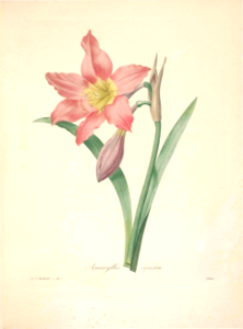 Amarillus equestrus. Choix des plus belles fleurs -et des plus beaux fruits par P.J. Redouté. (1833)