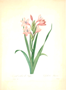 Gladiolus laccatus. Choix des plus belles fleurs -et des plus beaux fruits par P.J. Redouté. (1833)