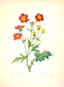 Geum coccineum. Choix des plus belles fleurs -et des plus beaux fruits par P.J. Redouté. (1833). Free illustration for personal and commercial use.