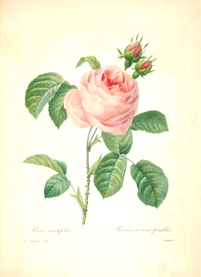 Rosa centifolia. Choix des plus belles fleurs -et des plus beaux fruits par P.J. Redouté. (1833)