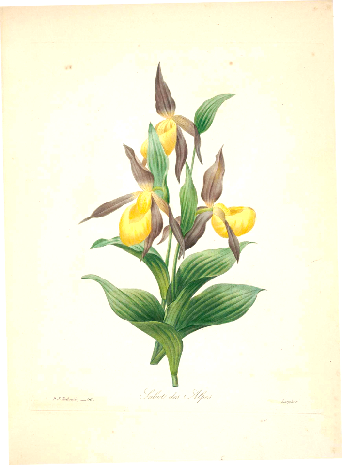 Choix des plus belles fleurs -et des plus beaux fruits par P.J. Redouté. (1833)