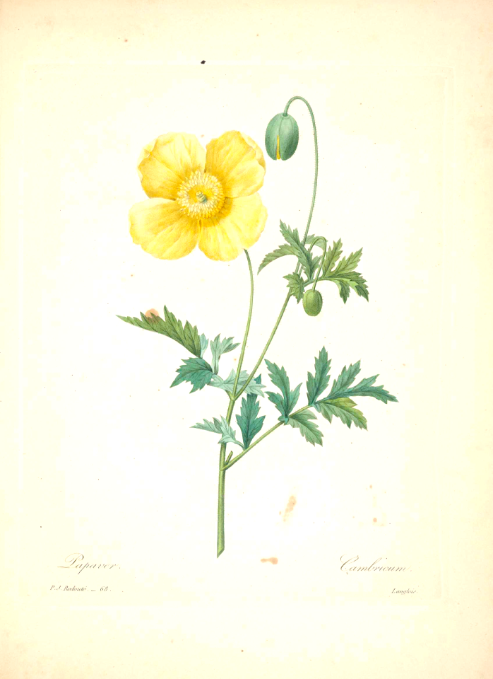 Welsh poppy. Meconopsis cambrica as Papaver cambricum.