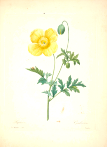 Welsh poppy. Meconopsis cambrica as Papaver cambricum.