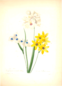 Ixia. Choix des plus belles fleurs -et des plus beaux fruits par P.J. Redouté. (1833). Free illustration for personal and commercial use.