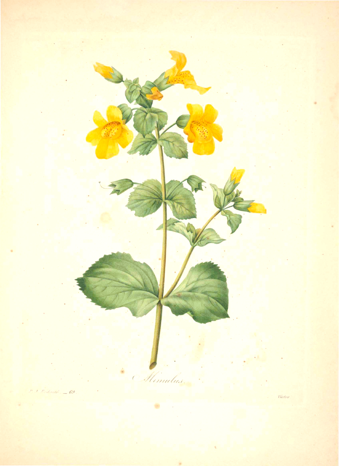 Mimulus. Choix des plus belles fleurs -et des plus beaux fruits par P.J. Redouté. (1833). Free illustration for personal and commercial use.