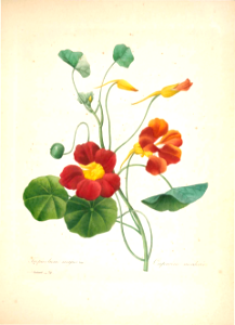 Nasturtium. Choix des plus belles fleurs -et des plus beaux fruits par P.J. Redouté. (1833). Free illustration for personal and commercial use.