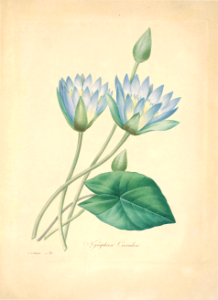Nymphaea nouchali var. caerulea. Choix des plus belles fleurs -et des plus beaux fruits par P.J. Redouté. (1833)