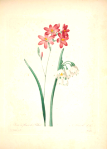 Choix des plus belles fleurs -et des plus beaux fruits par P.J. Redouté. (1833)