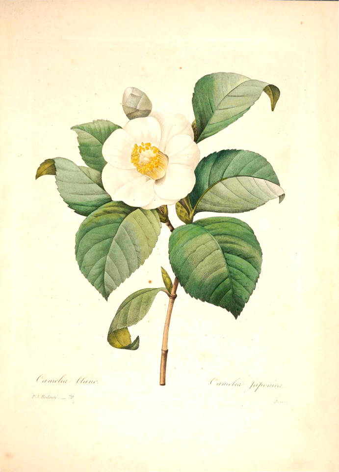 Camellia japonica. Choix des plus belles fleurs -et des plus beaux fruits par P.J. Redouté. (1833)