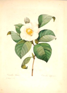 Camellia japonica. Choix des plus belles fleurs -et des plus beaux fruits par P.J. Redouté. (1833)