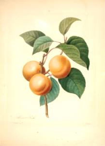 Apricot Peche. Choix des plus belles fleurs -et des plus beaux fruits par P.J. Redouté. (1833)