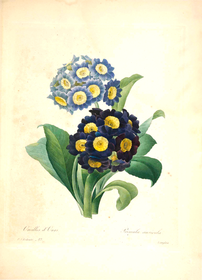 Primula auricula. Choix des plus belles fleurs -et des plus beaux fruits par P.J. Redouté. (1833)