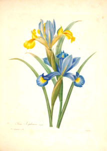 Spanish iris, Iris xiphium. Choix des plus belles fleurs -et des plus beaux fruits par P.J. Redouté. (1833). Free illustration for personal and commercial use.
