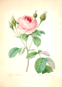 Moss rose. Rosa × centifolia 'Muscosa' as [Rosa Muscosa]  / Rosier Mousseux. Choix des plus belles fleurs -et des plus beaux fruits par P.J. Redouté. (1833)