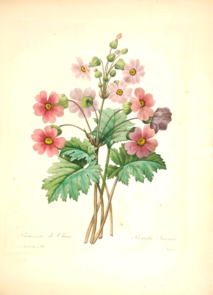 Primula sinensis. Choix des plus belles fleurs -et des plus beaux fruits par P.J. Redouté. (1833). Free illustration for personal and commercial use.