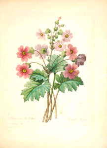 Primula sinensis. Choix des plus belles fleurs -et des plus beaux fruits par P.J. Redouté. (1833)