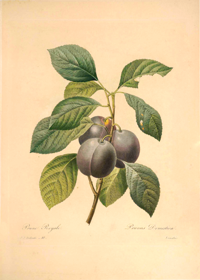 Choix des plus belles fleurs -et des plus beaux fruits par P.J. Redouté. (1833)