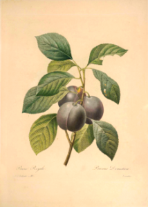 Choix des plus belles fleurs -et des plus beaux fruits par P.J. Redouté. (1833). Free illustration for personal and commercial use.