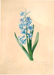 Choix des plus belles fleurs -et des plus beaux fruits par P.J. Redouté. (1833)
