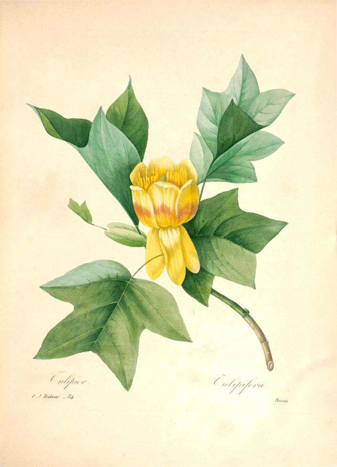 Tulip tree (Liriodendron tulipifera)