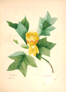Tulip tree (Liriodendron tulipifera). Free illustration for personal and commercial use.