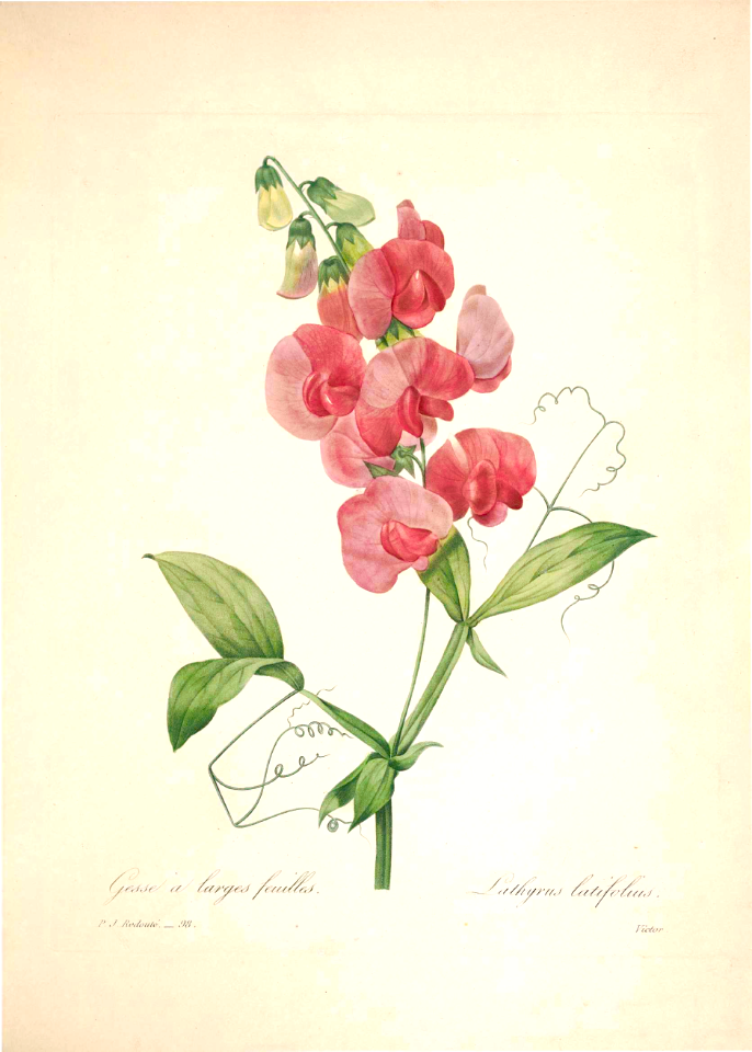 Lathyrus latifolius, perennial peavine. Choix des plus belles fleurs -et des plus beaux fruits par P.J. Redouté. (1833)