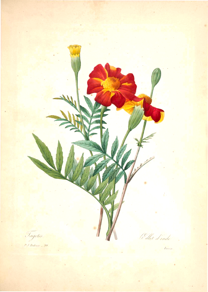 Tagetes, marigold. Choix des plus belles fleurs -et des plus beaux fruits par P.J. Redouté. (1833)