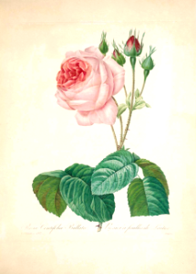 Bullate Cabbage Rose. Rosa centifolia bullata. Choix des plus belles fleurs -et des plus beaux fruits par P.J. Redouté. (1833). Free illustration for personal and commercial use.