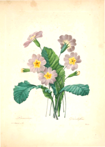 Primrose. Primula grandiflora. Choix des plus belles fleurs -et des plus beaux fruits par P.J. Redouté. (1833)