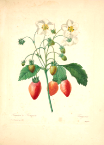 Alpine strawberry. Choix des plus belles fleurs -et des plus beaux fruits par P.J. Redouté. (1833)
