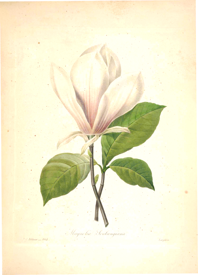 Saucer magnolia. Magnolia x soulangiana. Choix des plus belles fleurs -et des plus beaux fruits par P.J. Redouté. (1833)