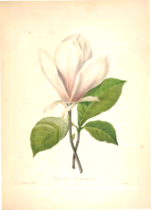 Saucer magnolia. Magnolia x soulangiana. Choix des plus belles fleurs -et des plus beaux fruits par P.J. Redouté. (1833)