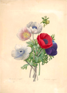 Anemone simplex. Choix des plus belles fleurs -et des plus beaux fruits par P.J. Redouté. (1833)
