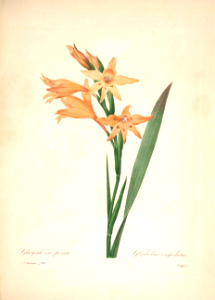 Gladiolus cupidatus. Choix des plus belles fleurs -et des plus beaux fruits par P.J. Redouté. (1833). Free illustration for personal and commercial use.