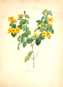 Platylobium. Choix des plus belles fleurs -et des plus beaux fruits par P.J. Redouté. (1833). Free illustration for personal and commercial use.