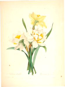 Double Narcissus. Choix des plus belles fleurs -et des plus beaux fruits par P.J. Redouté. (1833). Free illustration for personal and commercial use.