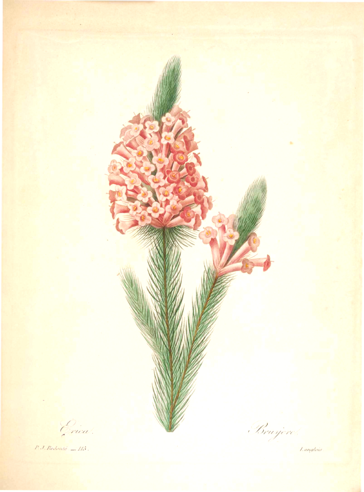 Erica sp. Choix des plus belles fleurs -et des plus beaux fruits par P.J. Redouté. (1833). Free illustration for personal and commercial use.