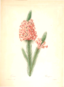 Erica sp. Choix des plus belles fleurs -et des plus beaux fruits par P.J. Redouté. (1833)