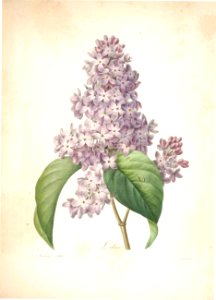 Lilas, lilac. Choix des plus belles fleurs -et des plus beaux fruits par P.J. Redouté. (1833). Free illustration for personal and commercial use.
