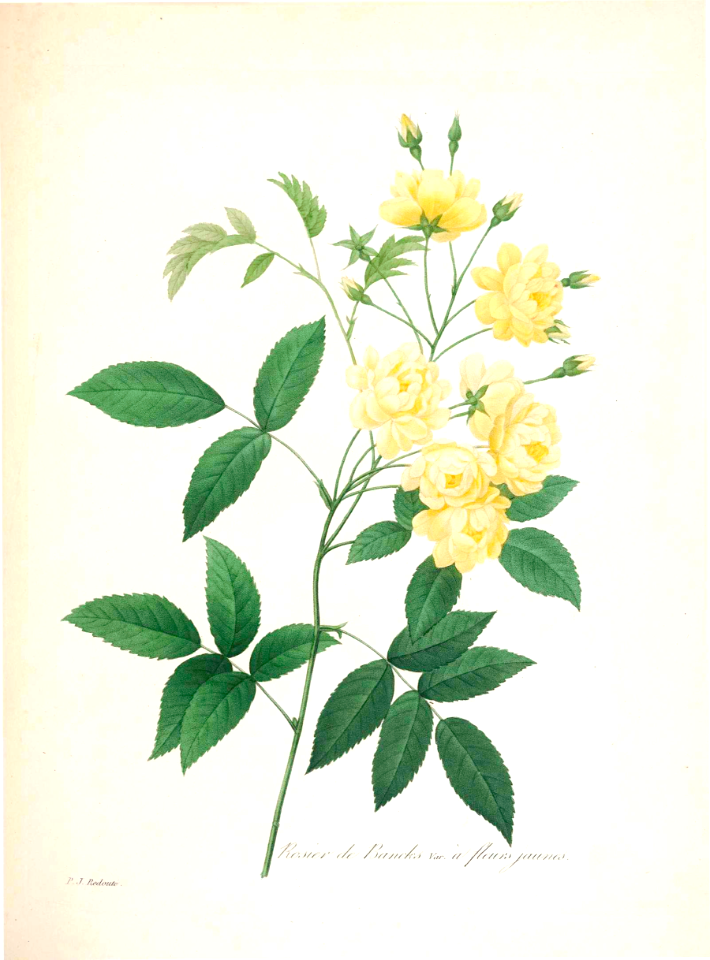 Yellow Lady Banks climbing rose. Choix des plus belles fleurs -et des plus beaux fruits par P.J. Redouté. (1833)