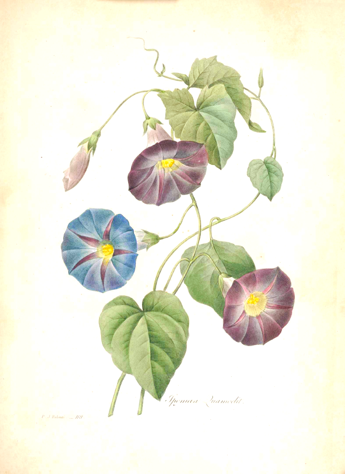 Morning glory. Ipomoea quamoclit. Choix des plus belles fleurs -et des plus beaux fruits par P.J. Redouté. (1833)