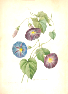 Morning glory. Ipomoea quamoclit. Choix des plus belles fleurs -et des plus beaux fruits par P.J. Redouté. (1833)