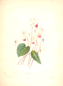 Cyclamen. Choix des plus belles fleurs -et des plus beaux fruits par P.J. Redouté. (1833). Free illustration for personal and commercial use.