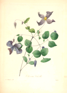 Taylor's clematis. Clematis viticella. Choix des plus belles fleurs -et des plus beaux fruits par P.J. Redouté. (1833)
