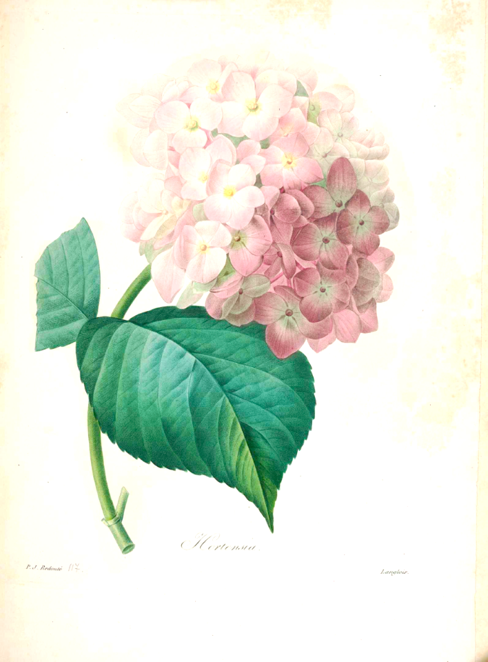 Hydrangea macrophylla [as Hydrangea hortensia]. Choix des plus belles fleurs -et des plus beaux fruits par P.J. Redouté. (1833)